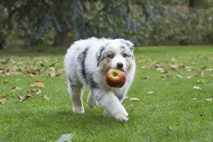 101017: Australian Shepherd Dog puppy outdoors Australian
