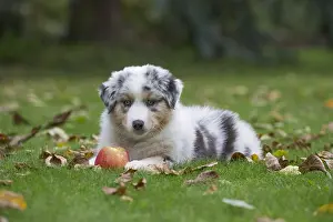 101017: Australian Shepherd Dog puppy outdoors Australian