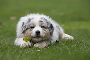 Chewing: Australian Shepherd Dog puppy outdoors Australian