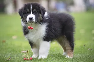 101017: Australian Shepherd Dog puppy outdoors Australian
