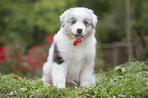 101017: Australian Shepherd Dog puppy outdoors Australian