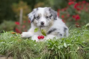 Chewing: Australian Shepherd Dog puppy outdoors Australian