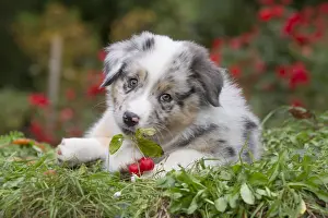 Chewing: Australian Shepherd Dog puppy outdoors Australian