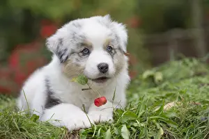 Chewing: Australian Shepherd Dog puppy outdoors Australian