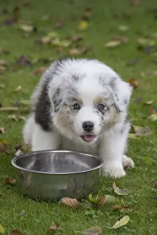 101017: Australian Shepherd Dog puppy outdoors Australian