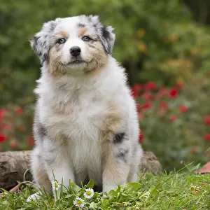 101017: Australian Shepherd Dog puppy outdoors Australian