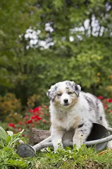 101017: Australian Shepherd Dog puppy outdoors Australian