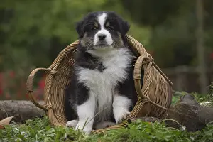 101017: Australian Shepherd Dog puppy outdoors Australian