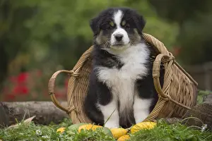 101017: Australian Shepherd Dog puppy outdoors Australian