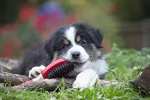 Chewing: Australian Shepherd Dog puppy outdoors Australian