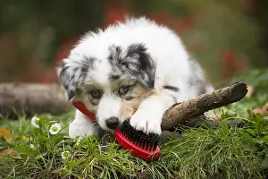 Chewing: Australian Shepherd Dog puppy outdoors Australian