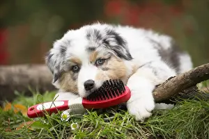 Chewing: Australian Shepherd Dog puppy outdoors Australian