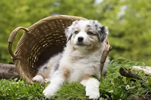 101017: Australian Shepherd Dog puppy outdoors Australian