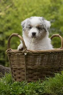 101017: Australian Shepherd Dog puppy outdoors Australian