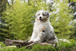 101017: Australian Shepherd Dog puppy outdoors Australian