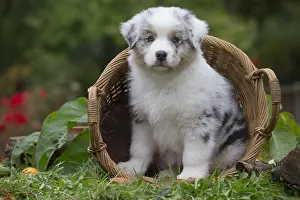 101017: Australian Shepherd Dog puppy outdoors Australian