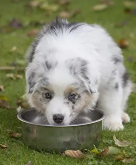 101017: Australian Shepherd Dog puppy outdoors Australian