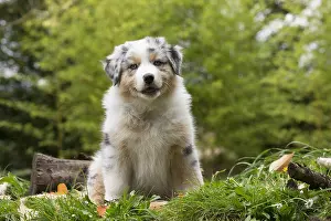 101017: Australian Shepherd Dog puppy outdoors Australian
