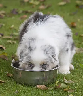 Metal: Australian Shepherd Dog puppy outdoors Australian