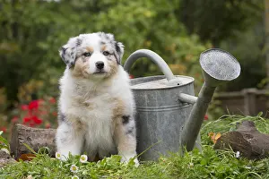 Watering: Australian Shepherd Dog puppy outdoors Australian
