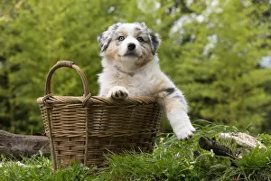 Baskets: Australian Shepherd Dog puppy outdoors Australian