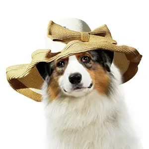 220719: Australian Shepherd Dog, wearing big sun hat
