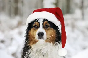 161118: Australian shepherd Dog, wearing Christmas hat