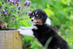 Palatinate: Australian Shepherd domestic dog (Canis lupus familiaris)