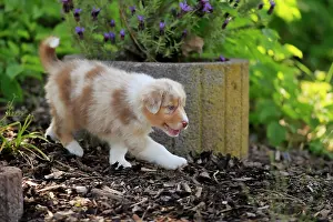 Palatinate: Australian Shepherd domestic dog (Canis lupus familiaris)