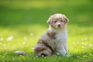 Palatinate: Australian Shepherd domestic dog (Canis lupus familiaris)