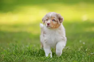 Move: Australian Shepherd domestic dog (Canis lupus familiaris)