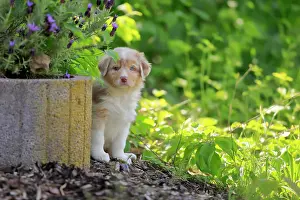 Palatinate: Australian Shepherd domestic dog (Canis lupus familiaris)
