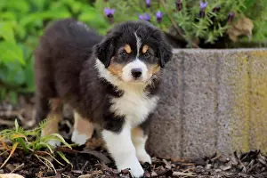Palatinate: Australian Shepherd domestic dog (Canis lupus familiaris)