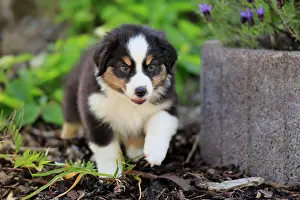 Palatinate: Australian Shepherd domestic dog (Canis lupus familiaris)