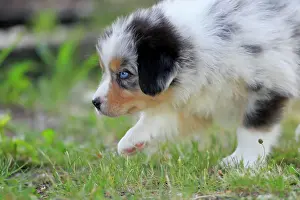 Palatinate: Australian Shepherd domestic dog (Canis lupus familiaris)