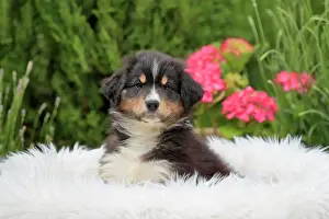 Palatinate: Australian Shepherd domestic dog (Canis lupus familiaris)