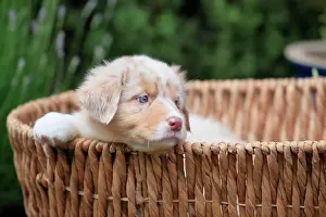 Basket: Australian Shepherd domestic dog (Canis lupus familiaris)