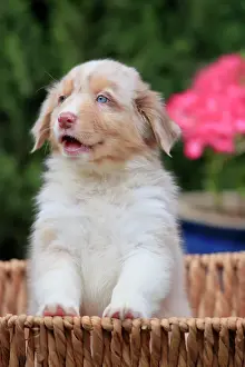Basket: Australian Shepherd domestic dog (Canis lupus familiaris)
