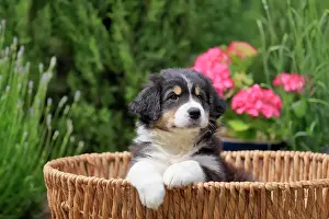 Basket: Australian Shepherd domestic dog (Canis lupus familiaris)