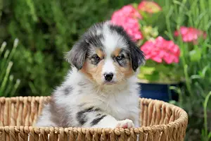 Basket: Australian Shepherd domestic dog (Canis lupus familiaris)