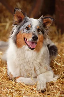 Merle: Australian Shepherd, female, blue-merle, animal