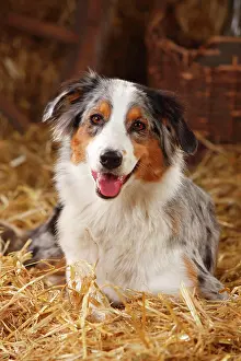 Merle: Australian Shepherd, female, blue-merle, lying on