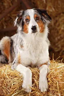 Merle: Australian Shepherd, female, blue-merle, lying on