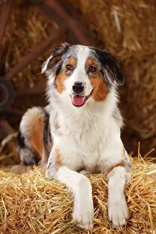 Merle: Australian Shepherd, female, blue-merle, lying on