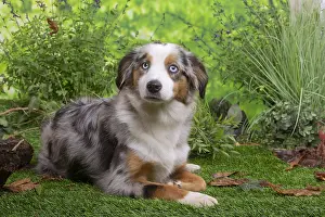 061120: Australian Shepherd lying down outside