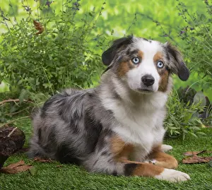 061120: Australian Shepherd lying down outside