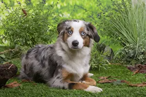 061120: Australian Shepherd lying down outside