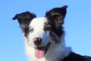 Luck: Australian Shepherd male, blue merle 5 months, portrait