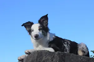 Patterned: Australian Shepherd male, blue merle, 5 months