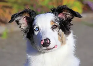 Luck: Australian Shepherd male, blue merle 5 months, portrait